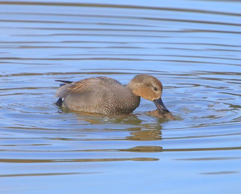 Krakeenden - Gadwalls