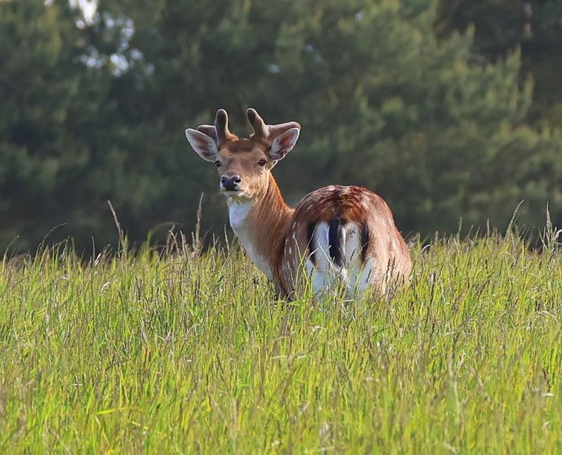 Damhert - Fallow Deer
