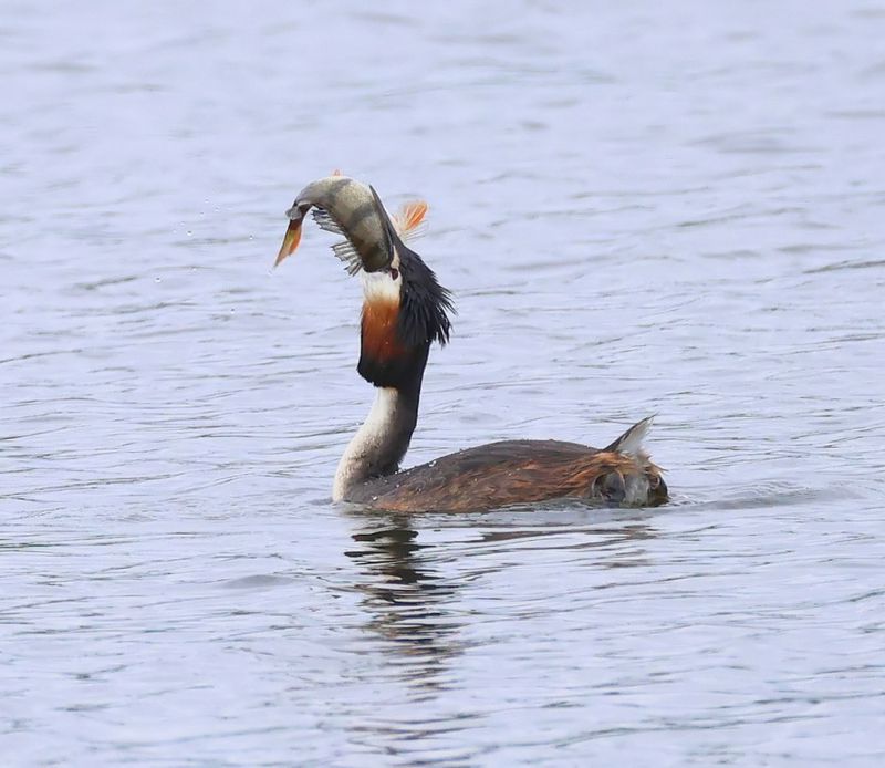 Fuut - Great Crested Grebe