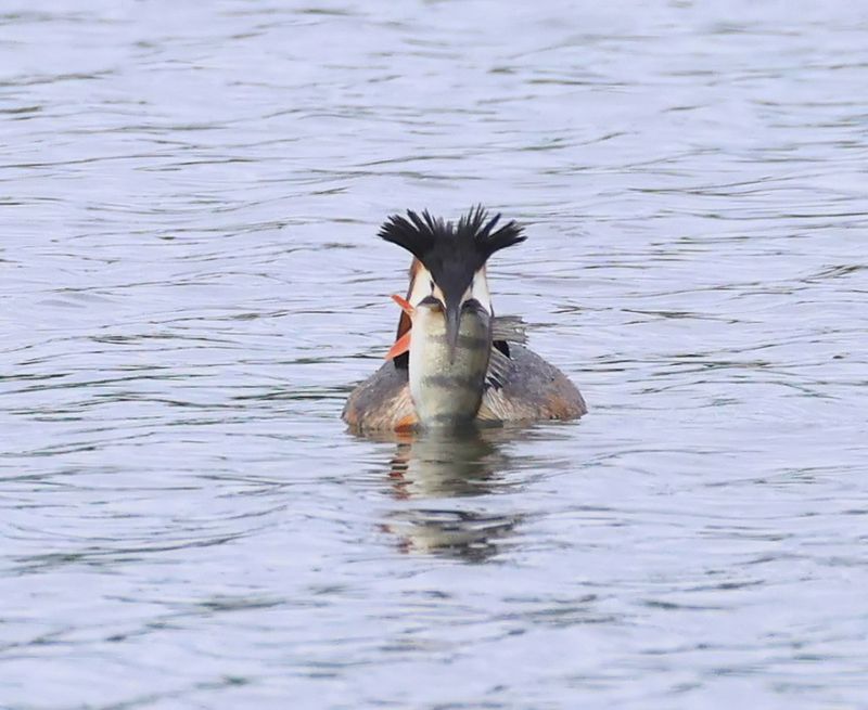 Fuut - Great Crested Grebe