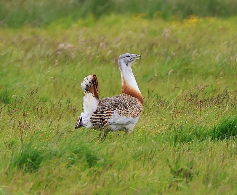 Grote Trap - Great Bustard
