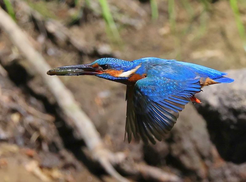 IJsvogel - Common Kingfisher