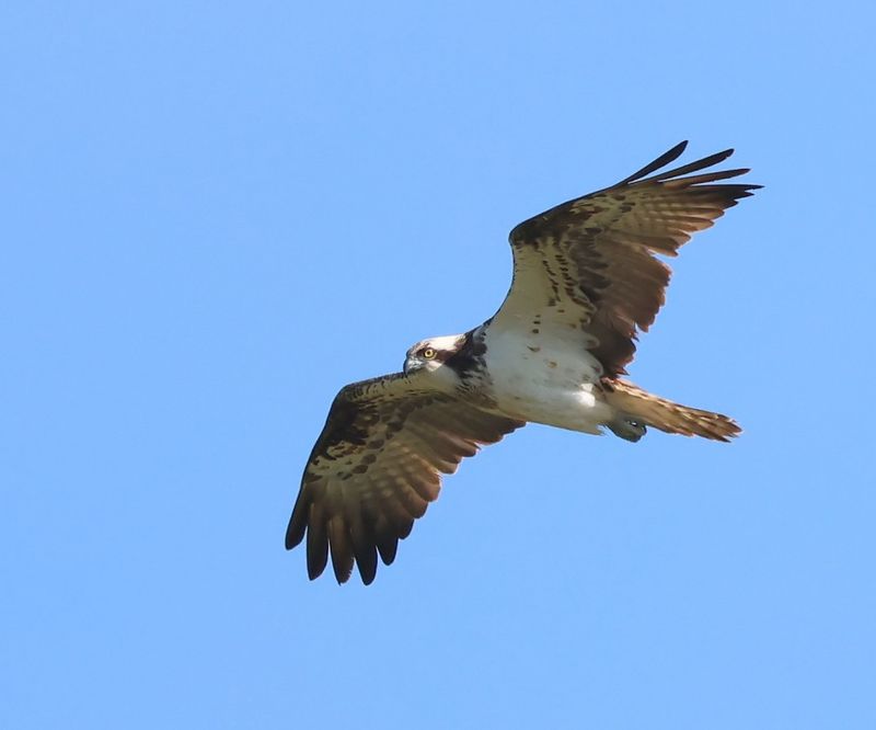 Visarend - Osprey