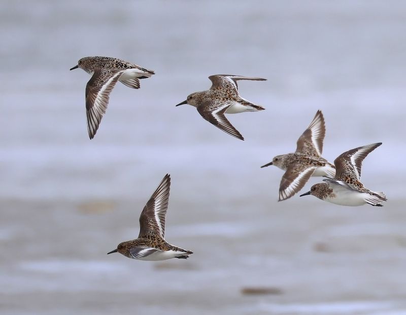 Drieteenstrandlopers - Sanderlings