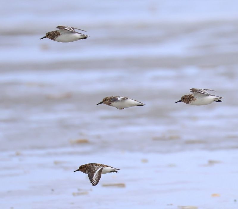 Drieteenstrandlopers - Sanderlings