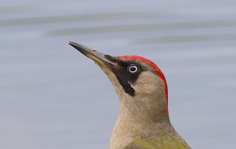 Groene Specht - European Green Woodpecker