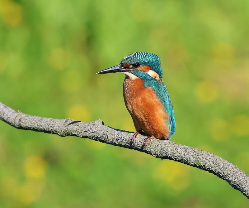 IJsvogel - Common Kingfisher