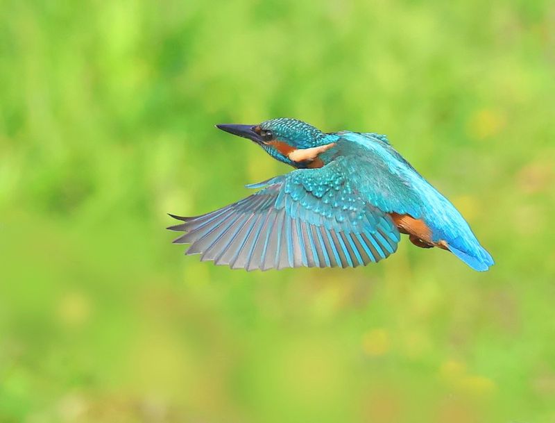 IJsvogel - Common Kingfisher