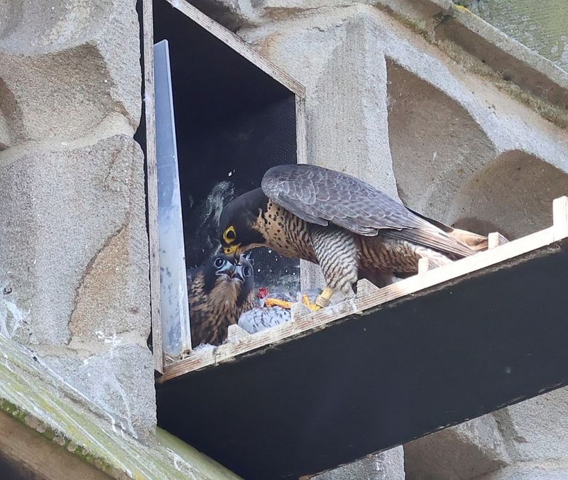Slechtvalken - Peregrine Falcons
