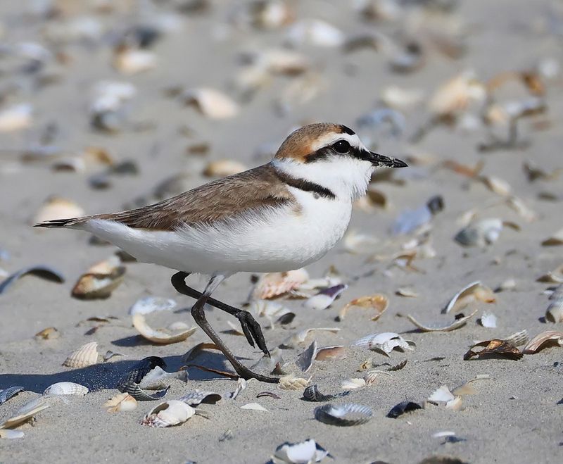 Strandplevier - Kentish Plover