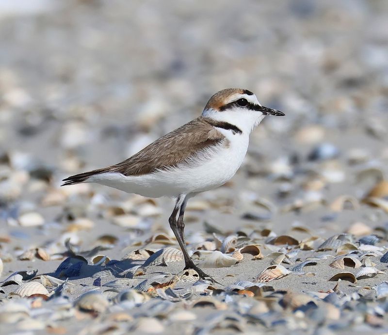 Strandplevier - Kentish Plover