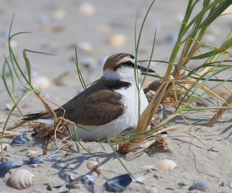 Strandplevier - Kentish Plover