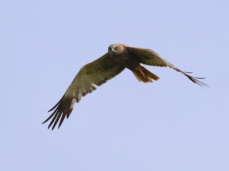 Bruine Kiekendief - Western Marsh Harrier