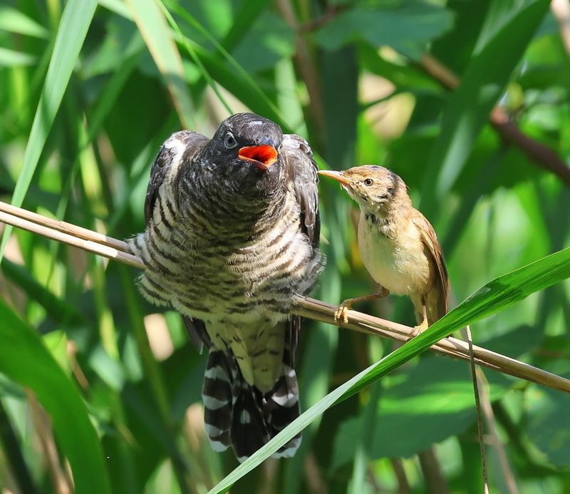 Koekoek - Common Cuckoo