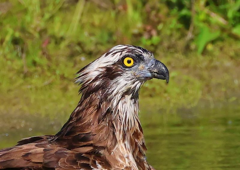 Visarend - Osprey