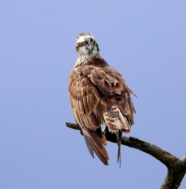 Visarend - Osprey