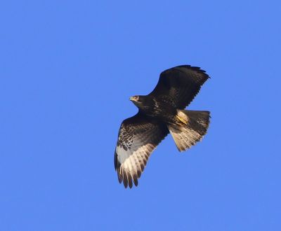Buizerd - Common Buzzard