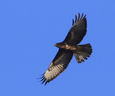Buizerd - Common Buzzard