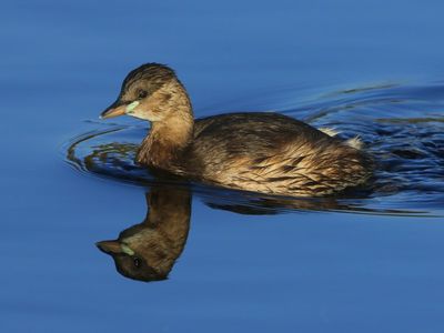 Dodaars - Little Grebe