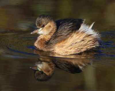 Dodaars - Little Grebe