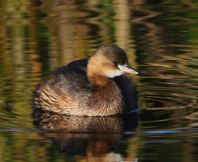 Dodaars - Little Grebe