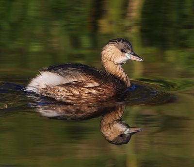 Dodaars - Little Grebe