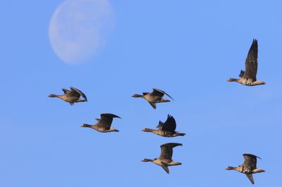 Kolganzen - Greater White-fronted Geese