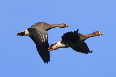 Kolganzen - Greater White-fronted Geese