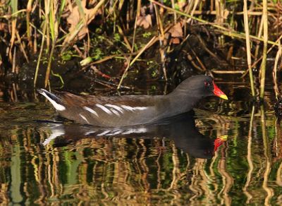 Waterhoen - Common Moorhen