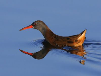 Waterral - Water Rail