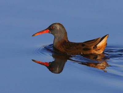 Waterral - Water Rail