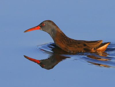 Waterral - Water Rail