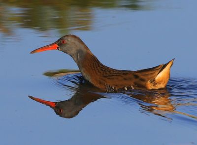 Waterral - Water Rail