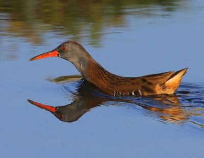 Waterral - Water Rail