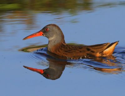 Waterral - Water Rail