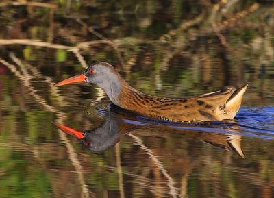 Waterral - Water Rail