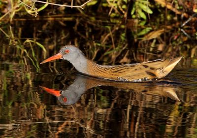 Waterral - Water Rail