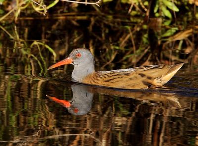 Waterral - Water Rail