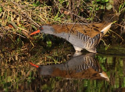 Waterral - Water Rail