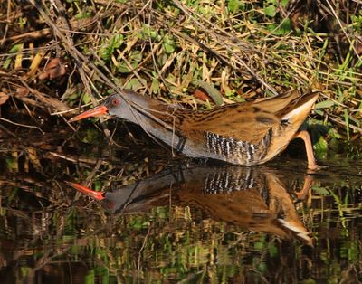 Waterral - Water Rail