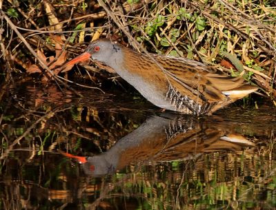 Waterral - Water Rail