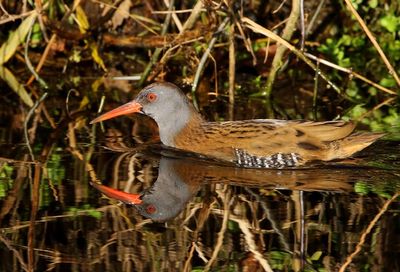 Waterral - Water Rail