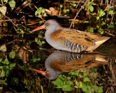 Waterral - Water Rail