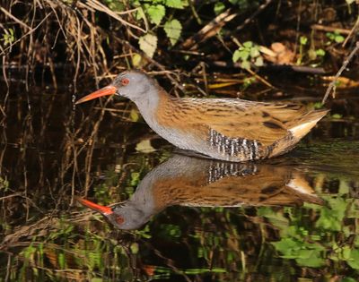 Waterral - Water Rail