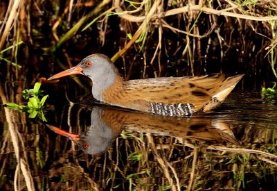 Waterral - Water Rail