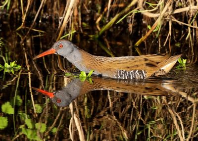 Waterral - Water Rail