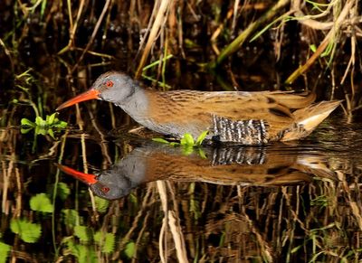 Waterral - Water Rail