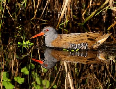 Waterral - Water Rail