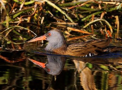 Waterral - Water Rail