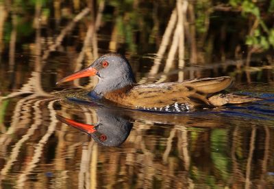 Waterral - Water Rail